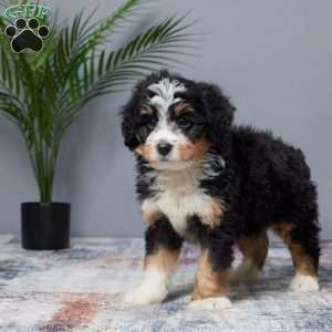 Tiger, Mini Bernedoodle Puppy